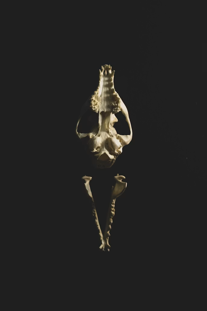 Skull and bones illuminated on a black background
